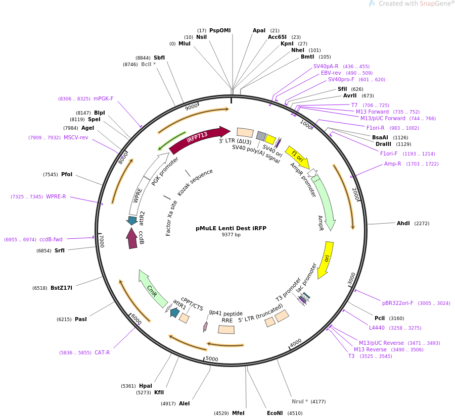 pMuLE Lenti Dest iRFP质粒图谱